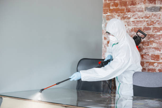 Best Black Mold Removal  in Woodville, TX